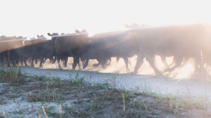 U.S. Cattle on Feed Down in April, Meeting Trade Expectations as March Placements Hit Multi-Year Lows