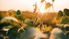 Soybean plants growing in a field backlit by the sun