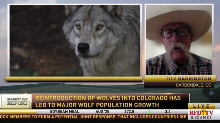 Colorado ranchers are on high alert due to wolves being reintroduced - RFD