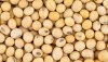 soybeans forming a background texture