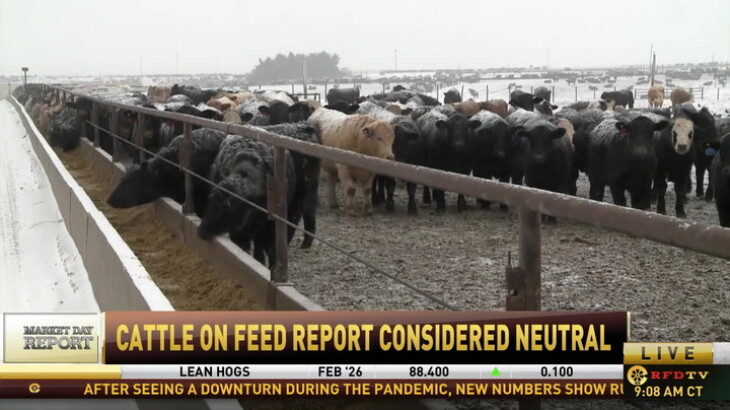 'Neutral' January Cattle-on-Feed Report Shifts Market Focus to Weather ...