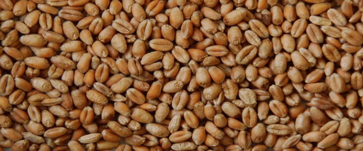USDA 2025 Small Grains Report Shows Mixed RFD