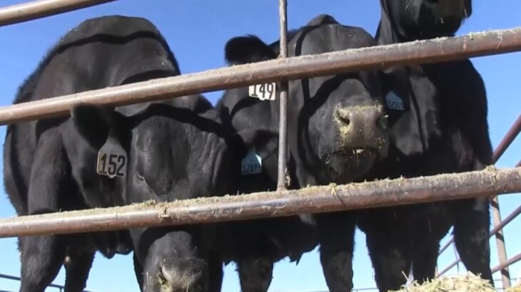 USDA: Cattle on Feed Down 1% in September 2025