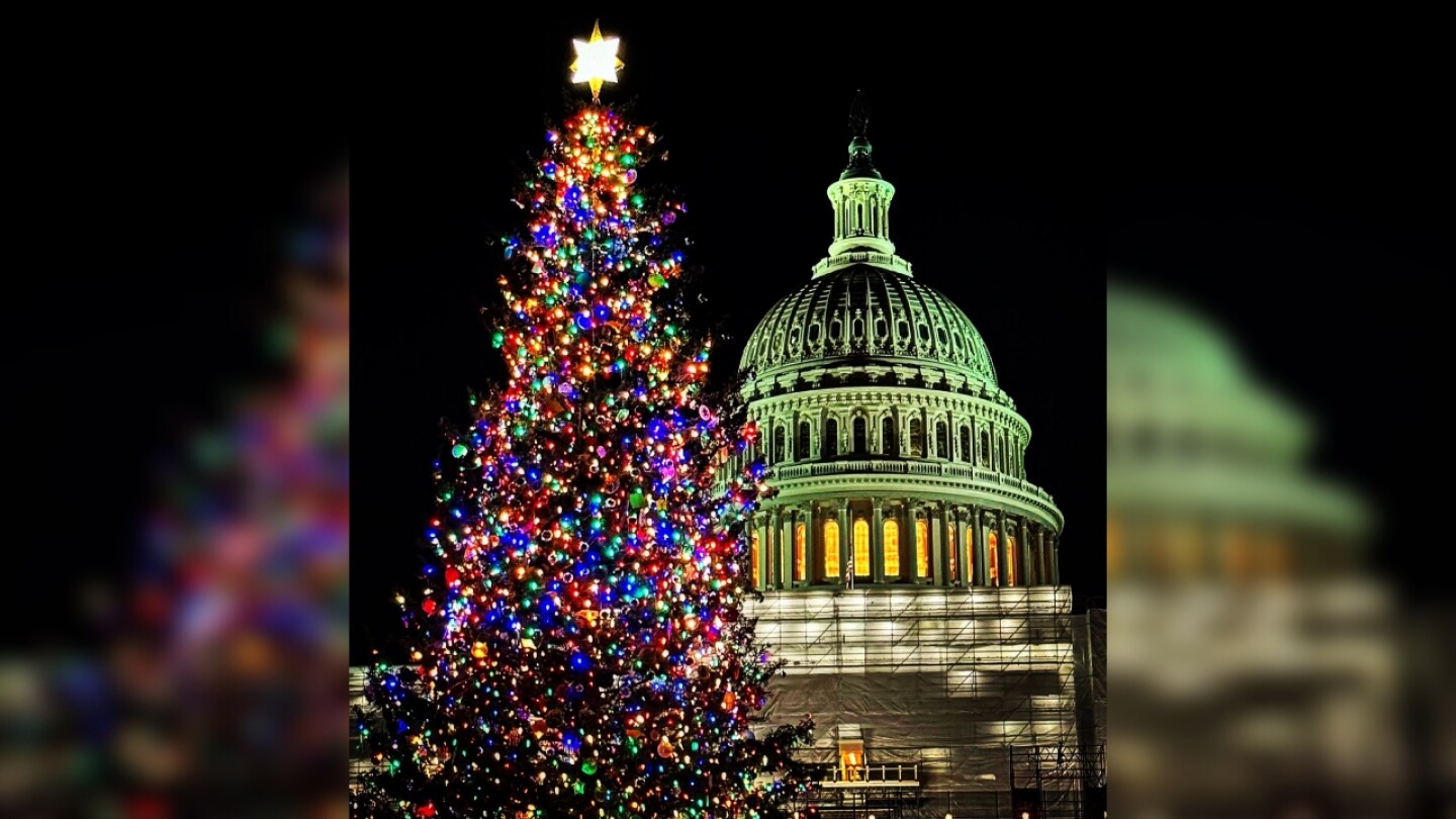 Capitol Christmas Tree 2025