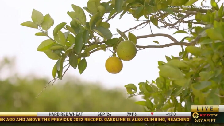 Florida Citrus Industry Eyes Strong Season Ahead