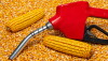 Ethanol gasoline fuel nozzle and corn kernels. Concept of biofuels, agriculture and fuel price.