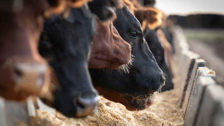 Cattle on Feed Falls as Placements Slow, Tight Supplies Continue to Support Market