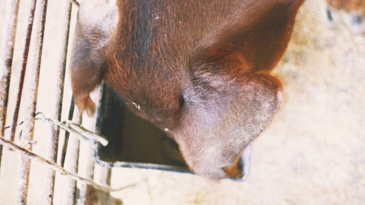 U.S. Pork Exports Strengthen Global Market Outlook While Beef Variety Meat Values Hold Steady