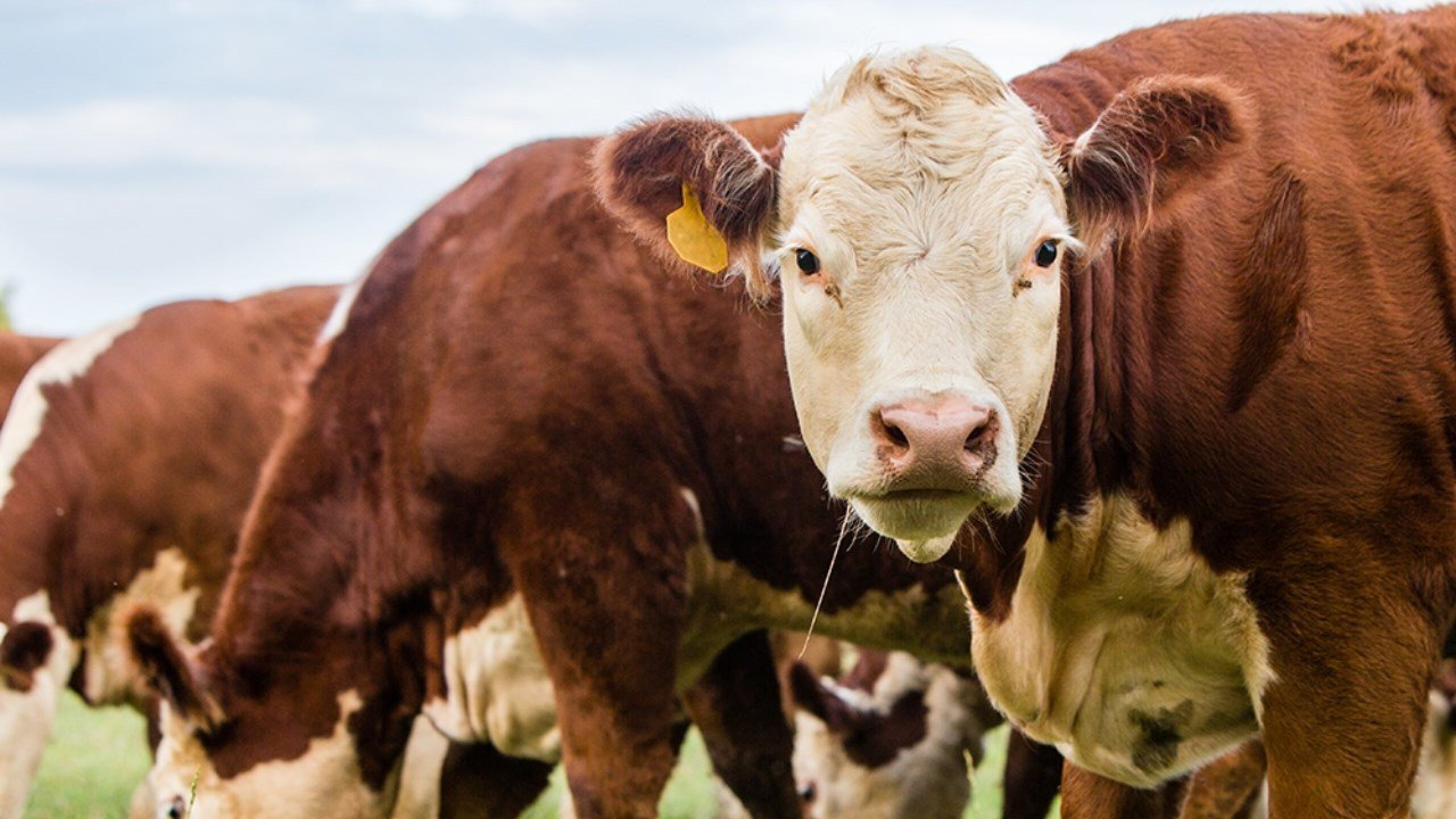 Kansas cattle rustler who stole and sold dozens of cattle faces new ...