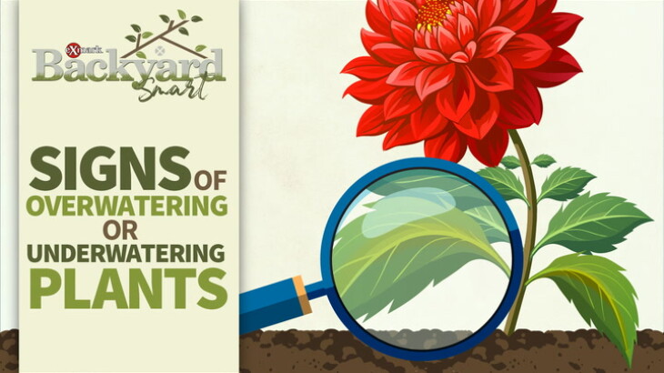 Exmark Backyard Smart: Signs Of Overwatering Or Underwatering Plants - RFD