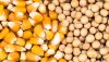 Corn-Soybeans_AlfRibeiro-AdobeStock_335629402_1920x1080.jpg
