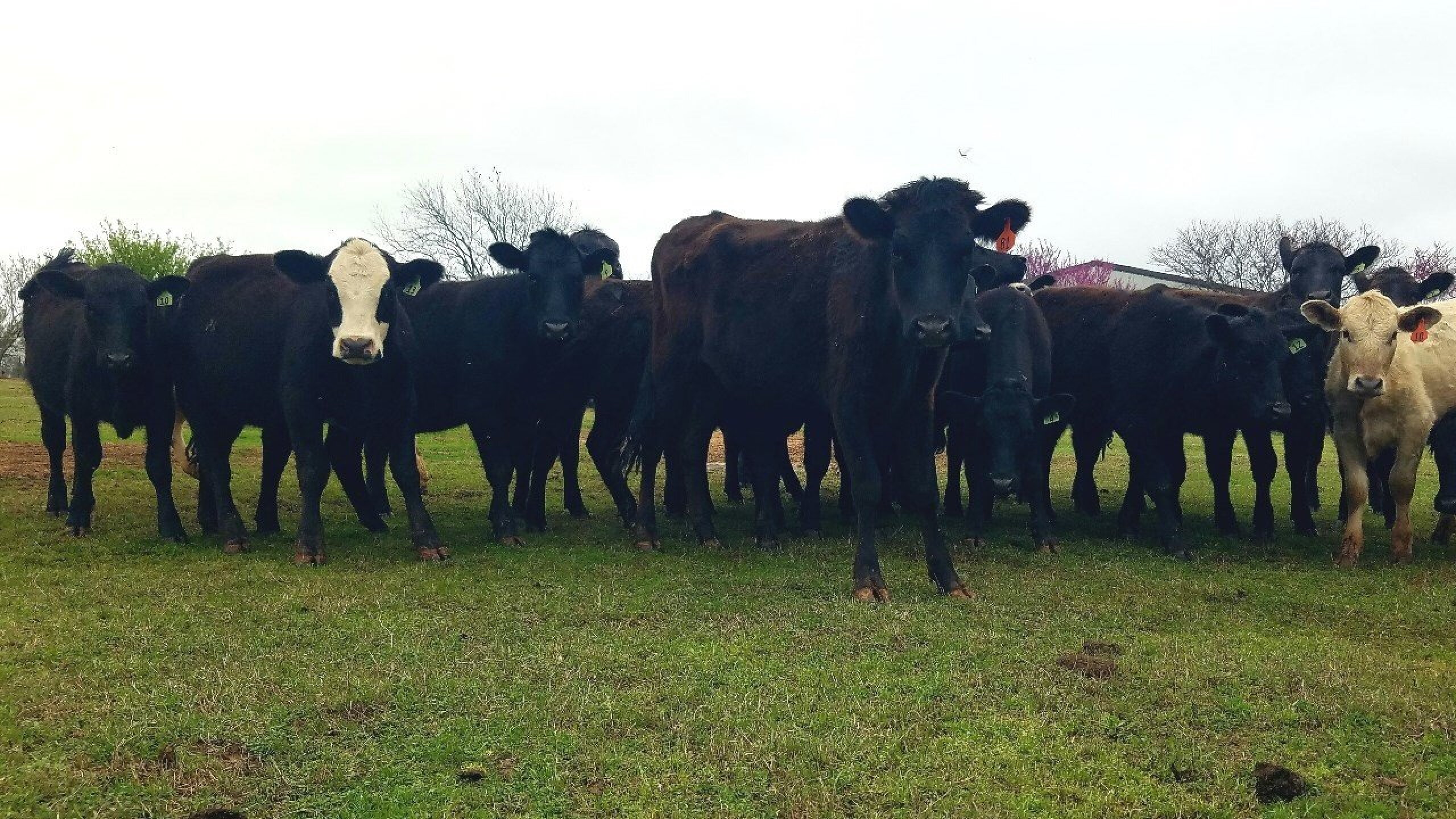 Kansas cattle rustler who stole and sold dozens of cattle faces new ...