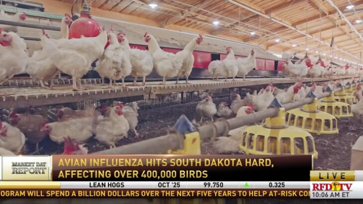 South Dakota Struggles as H5N1 Avian Influenza Devastates Poultry Farms