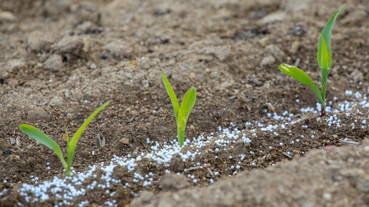Farm Bureau Economist: Phosphate Availability a Key Concern for Fall Crop Budgets