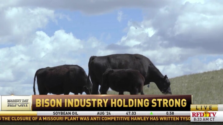 How will prices for cattle and bison fare for the rest of 2024?