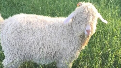 mohair.jpg