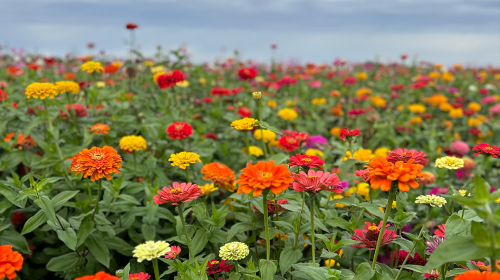 stade-farms_flowers.png