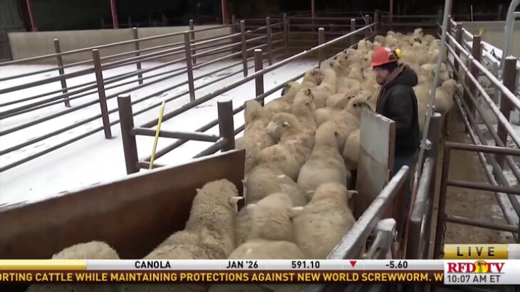 Attacking a Livelihood: Sheep producers look to secure a trade ...