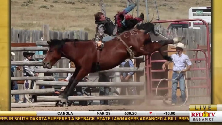 What does the life of a bucking horse look like? - RFD