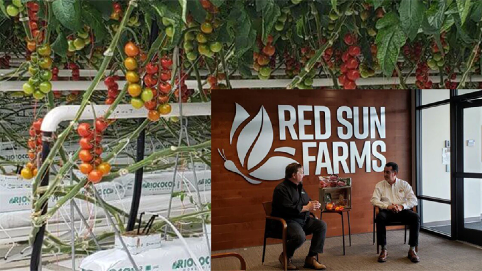WTFCF Visit to Red Sun Farms
