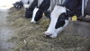 dairy cattle.jpg