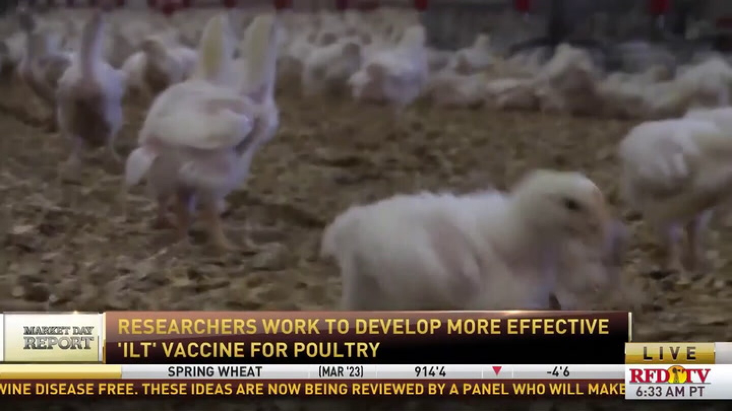 Researchers are making strides in creating a vaccine against ILT in