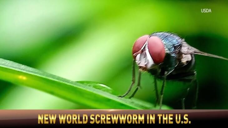 The U.S. has its first confirmed case of New World screwworm in a human ...