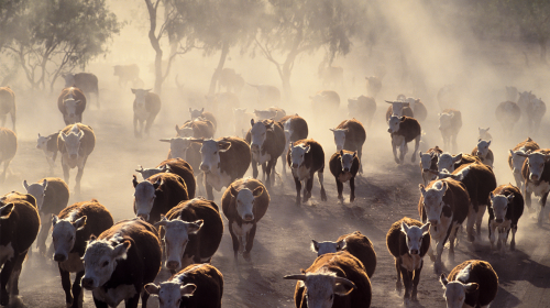 Cattle in drought conditions_photo by 169169 via Adobe Stock.png