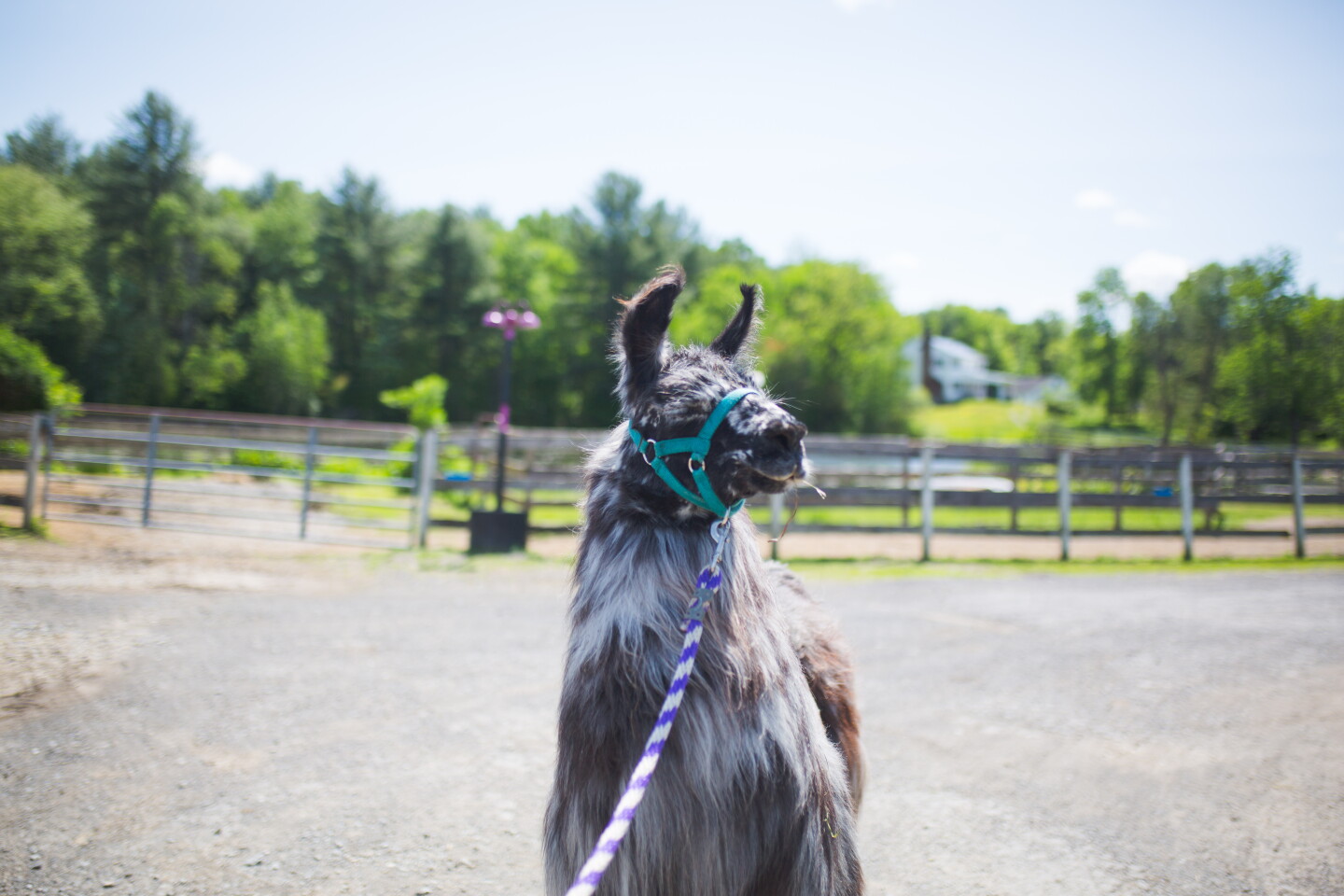 Llamas: The Magical, Mystical Creatures - Katrina Capasso - FarmHER ...