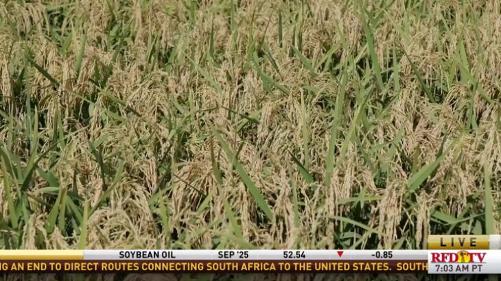 Strong Start: Let's check in on southwest Louisiana's rice harvest! - RFD
