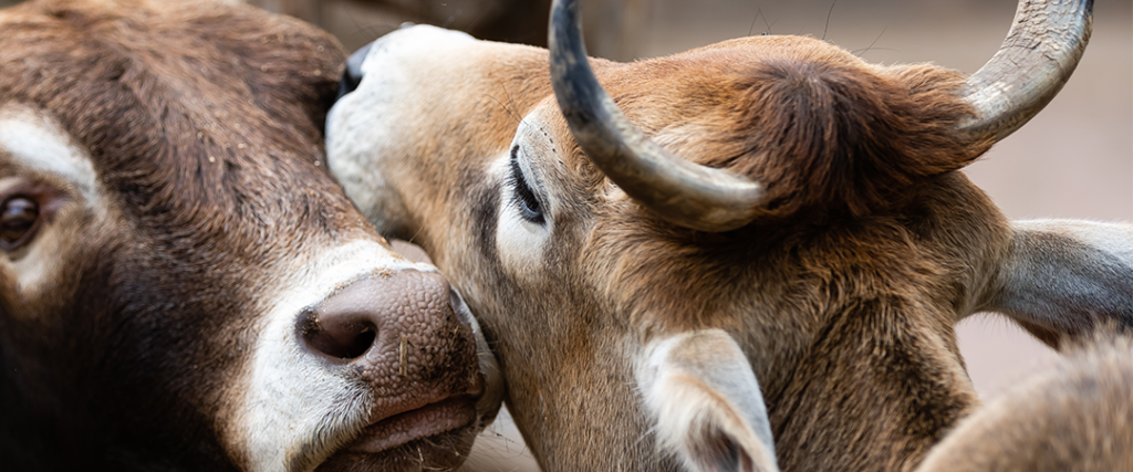 Cull Cow Prices Stay Strong, Bulls Surge Higher - RFD