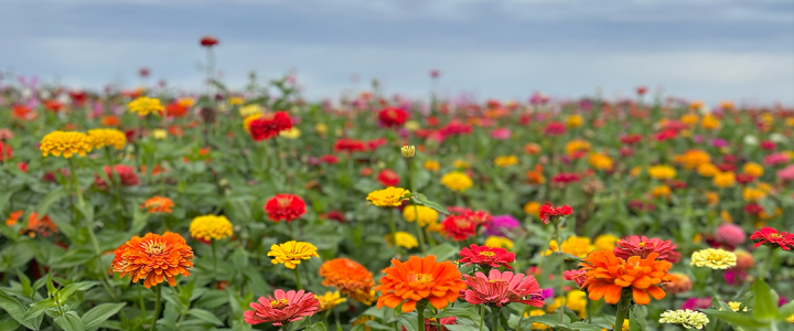stade-farms_flowers.png