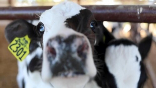 Dojná krava 1280x720.jpg