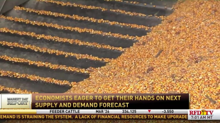 Traders Anticipate Corn Yield Drop, Futures May Rise