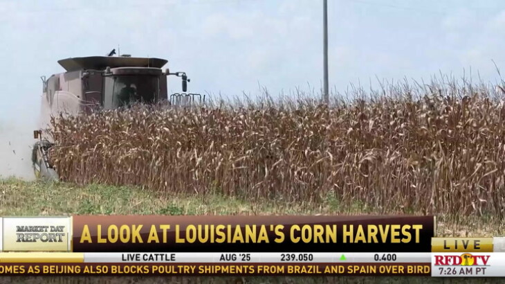 A Busy Harvest Led To A Large One For Louisiana Corn Producers - RFD