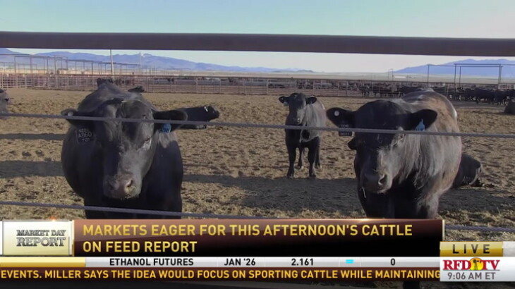 Cattle Markets Brace for December Cattle-on-Feed Report as Traders ...