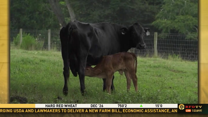 US Beef Tariff Cuts Create $2.3B Import Arbitrage Window | Sellers Face Supply Chain Disruption