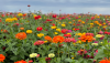 stade-farms_flowers.png