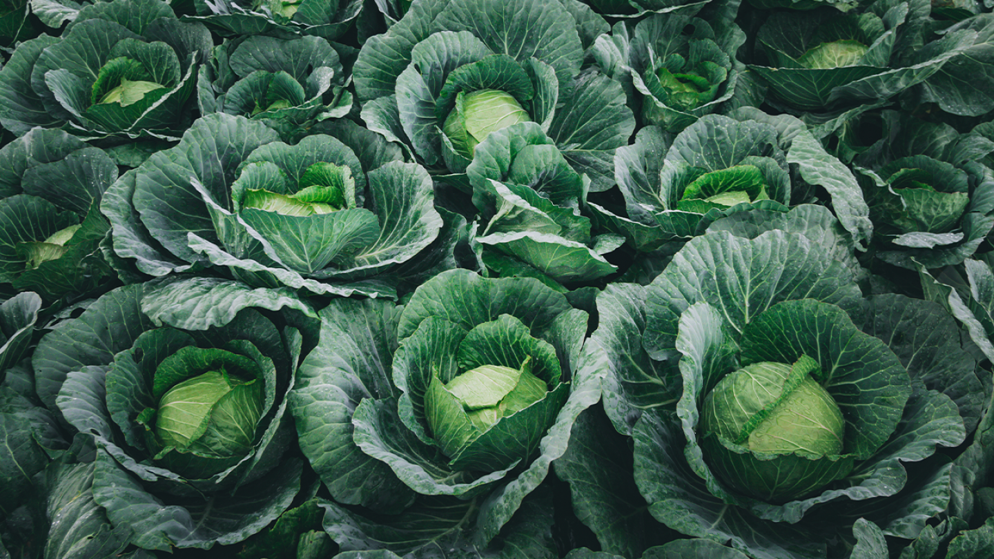 Fresh cabbage head on the farm in Phu Thap Boek, Phetchabun, Thailand.