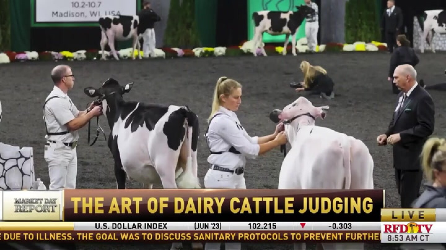 See what it takes to master the art of dairy cattle judging RFDTV