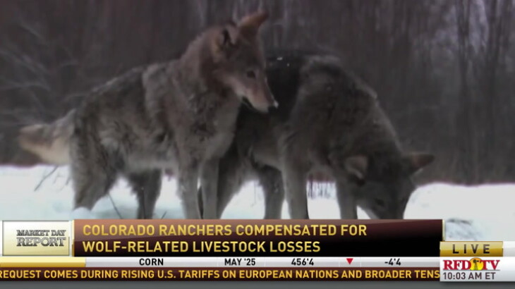 Colorado ranchers compensated for wolf-related livestock losses, but ...