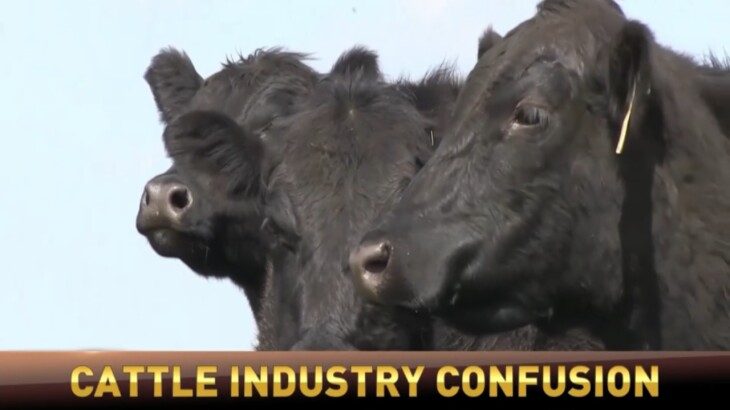 “No infrastructure in place”: U.S. Cattlemen’s Association says USDA’s EID approach is a little baffling “No infrastructure in place”: U.S. Cattlemen’s Association says USDA’s EID approach is a little baffling