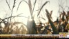 corn total acre farming.jpg