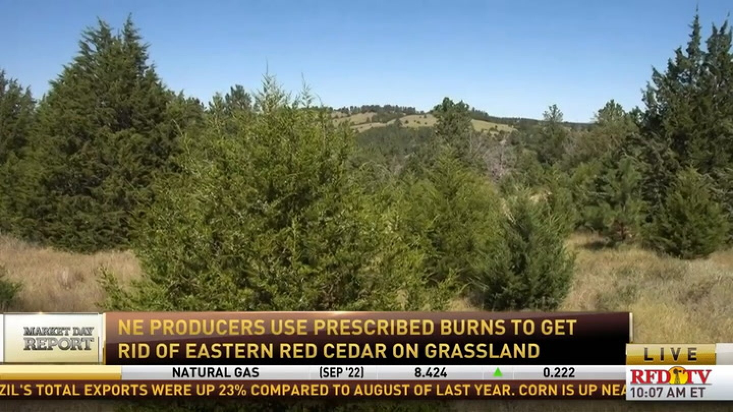 Nebraska's grassland is being taken over by eastern red cedar trees