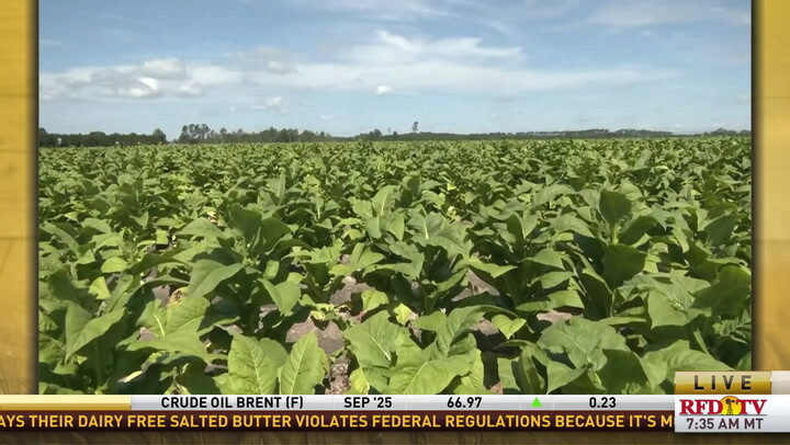 georgia tobacco growers Georgia tobacco growers are facing a slew of challenges ahead of this  year's harvest