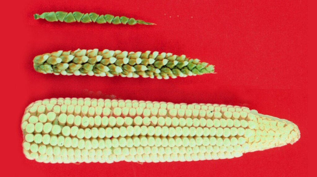 10 Innovations that Revolutionized Agriculture - RFD-TV