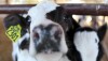 Dairy cow 1280x720.jpg
