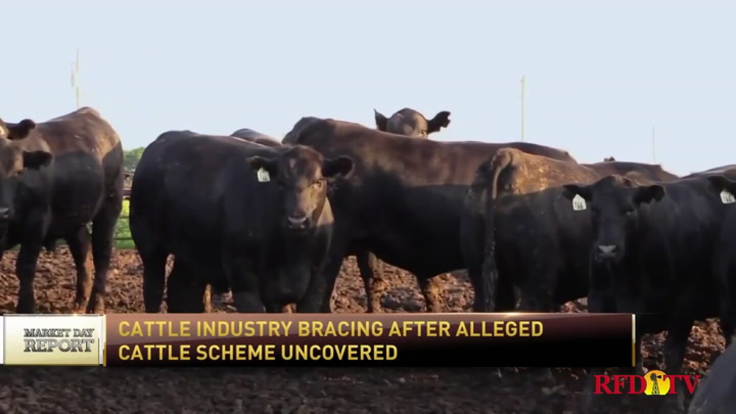 Cattle industry braces for fallout over ghost cattle marketing scheme - Vimarsana News