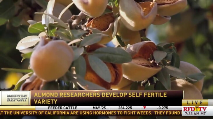 Almond researchers have developed a self fertile variety called the ...