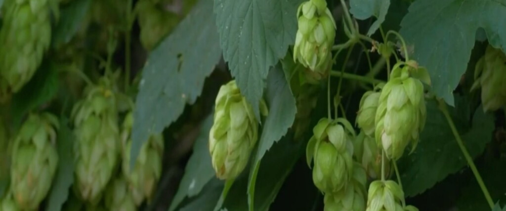 Hop Production Declines in 2025 as Acreage Pulls Back - RFD